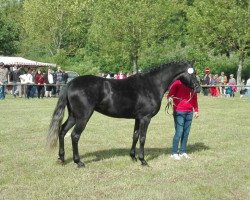 Zuchtstute Soraya (Deutsches Reitpony, 2014, von Santiago)