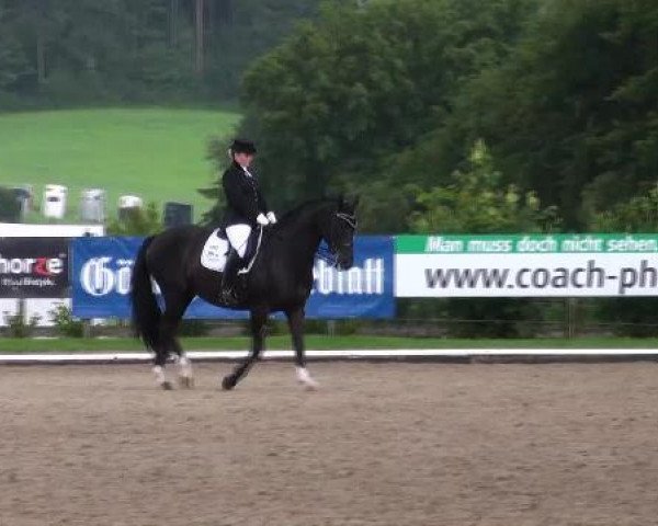 dressage horse Diamonds Dream (Westphalian, 2001, from Dream of Glory)