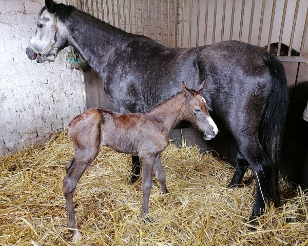 horse Nizza (German Riding Pony, 2022, from Fs Numero Uno)
