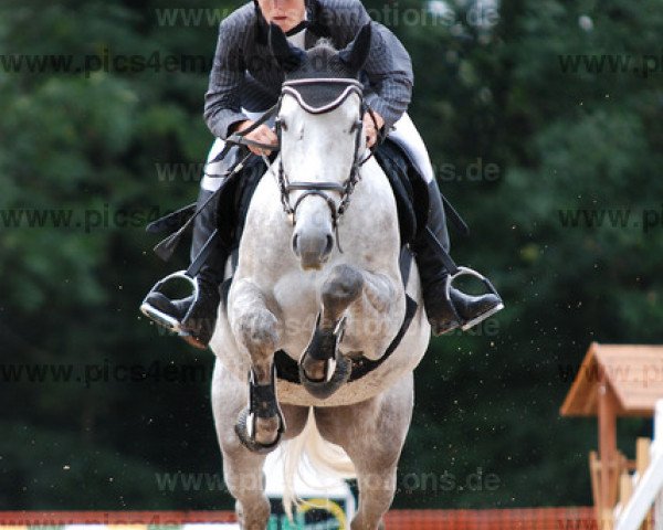 Pferd Canturo T (Deutsches Sportpferd, 2007, von Canterbury)
