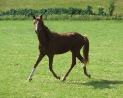 horse Nadira (German Riding Pony, 2021, from Fs Numero Uno)