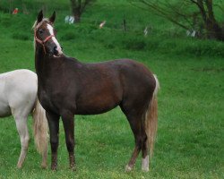 horse Naomi (Westphalian, 2020, from Fs Numero Uno)