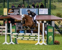 jumper Quazar Von Sylt (Holsteiner, 2012, from Quiwi Dream)