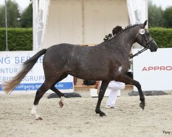 broodmare Normandie (German Riding Pony, 2014, from Fs Numero Uno)