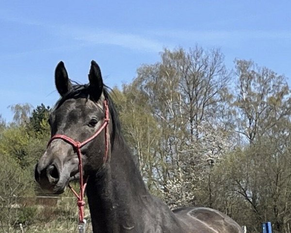 horse Major Trautmann (Little German Riding Horse, 2019, from Messaoud 1979 ox)