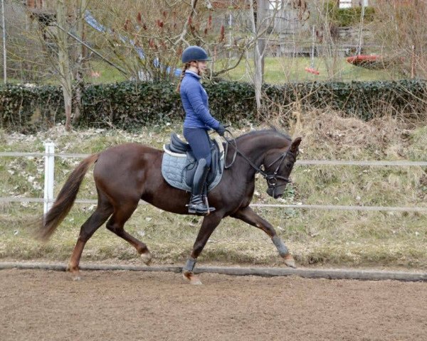 horse Nevada (German Riding Pony, 2015, from Fs Numero Uno)