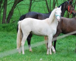 Pferd Grace (Westfale, 2020, von Golden Grey NRW)