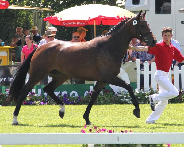 broodmare Füreina (Westphalian, 2009, from Fürst Piccolo)