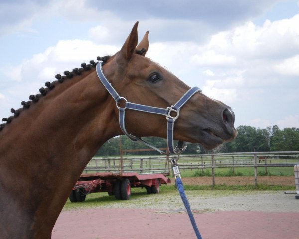 broodmare Loriana (Hanoverian, 2003, from Lordanos)
