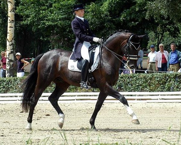 Deckhengst Kapriolan F (Trakehner, 1996, von Exclusiv) Deckhengst Kapriolan F (Trakehner, 1996, von Exclusiv)