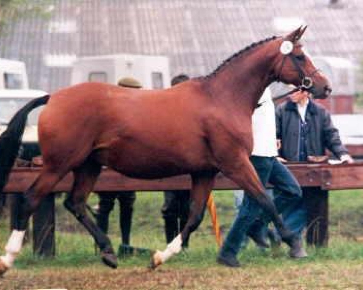 Zuchtstute Kassuben (Trakehner, 1984, von Enrico Caruso)