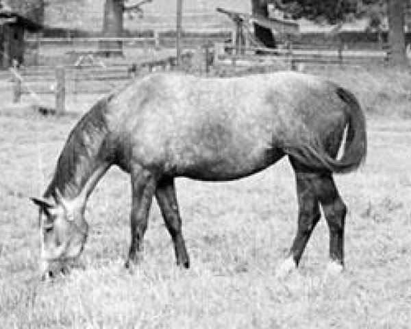 broodmare Kapstadt (Trakehner, 1980, from Falke)