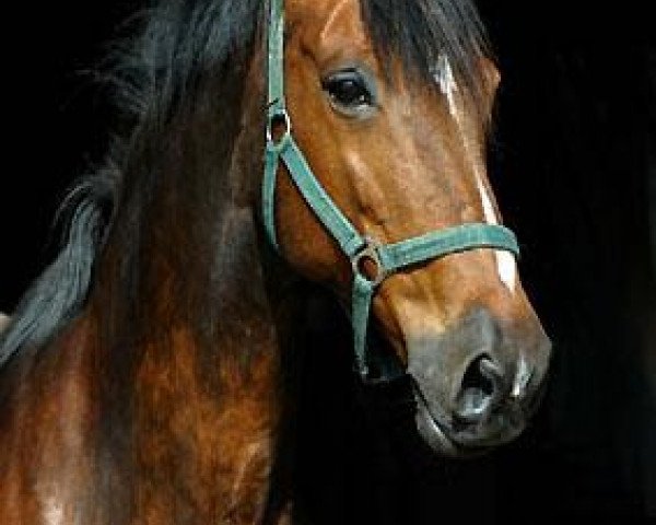 broodmare Kalmar III (Trakehner, 1998, from Exclusiv)