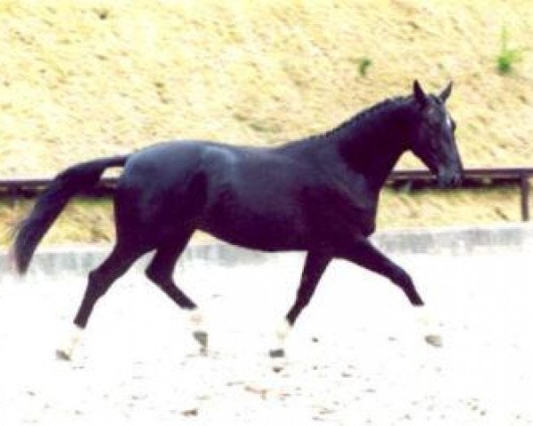 horse Knobelsdorff (Trakehner, 1999, from Exclusiv) horse Knobelsdorff (Trakehner, 1999, from Exclusiv)