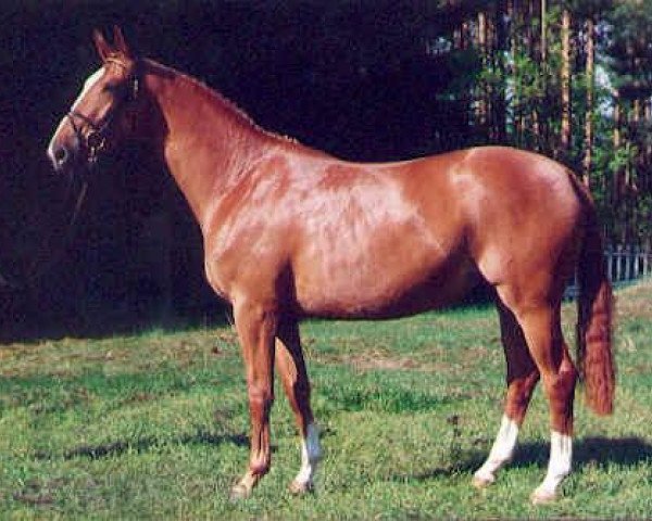 broodmare Kleo's Double (Trakehner, 1993, from Kostolany) broodmare Kleo's Double (Trakehner, 1993, from Kostolany)