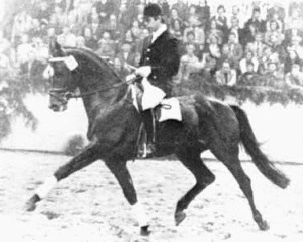 stallion Rubin (Trakehner, 1969, from Flaneur)