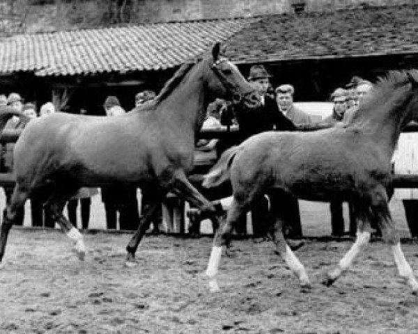Zuchtstute Zauberlied (Trakehner, 1957, von Lateran)