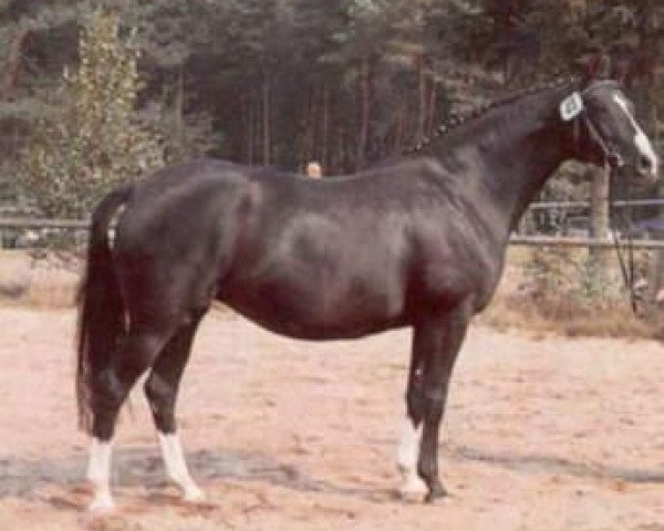 broodmare Elysee II (Trakehner, 1983, from Zauberklang) broodmare Elysee II (Trakehner, 1983, from Zauberklang)