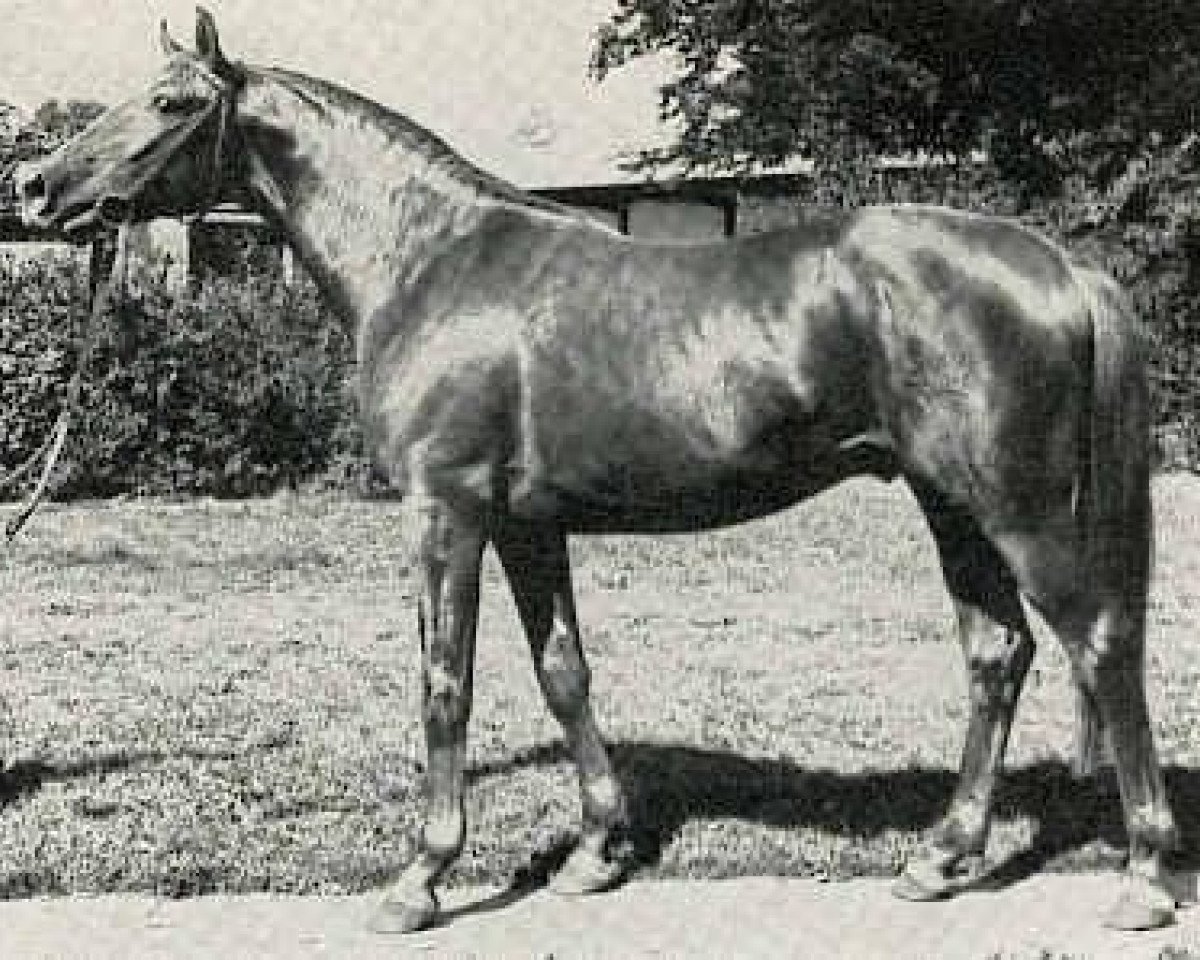 stallion Elfenglanz (Trakehner, 1971, from Magnet)
