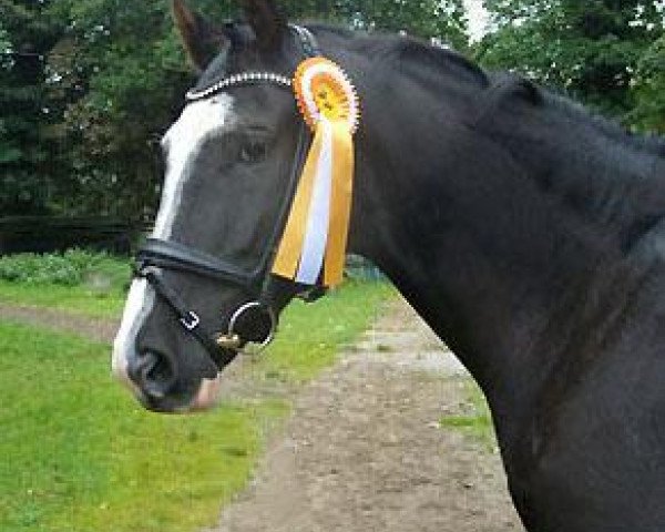 horse Kantaro 3 (Trakehner, 2003, from Exclusiv)