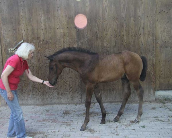 stallion Joe Cocker B (Oldenburg, 2012, from Glock's Johnson Tn)