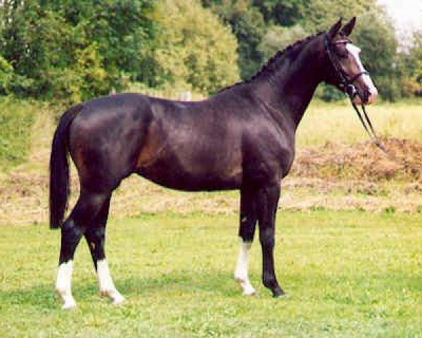 dressage horse Kingsley (Trakehner, 1998, from Manrico)
