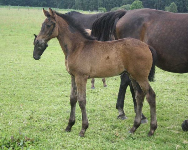 broodmare Frau Johnson (Oldenburg, 2012, from Glock's Johnson Tn)