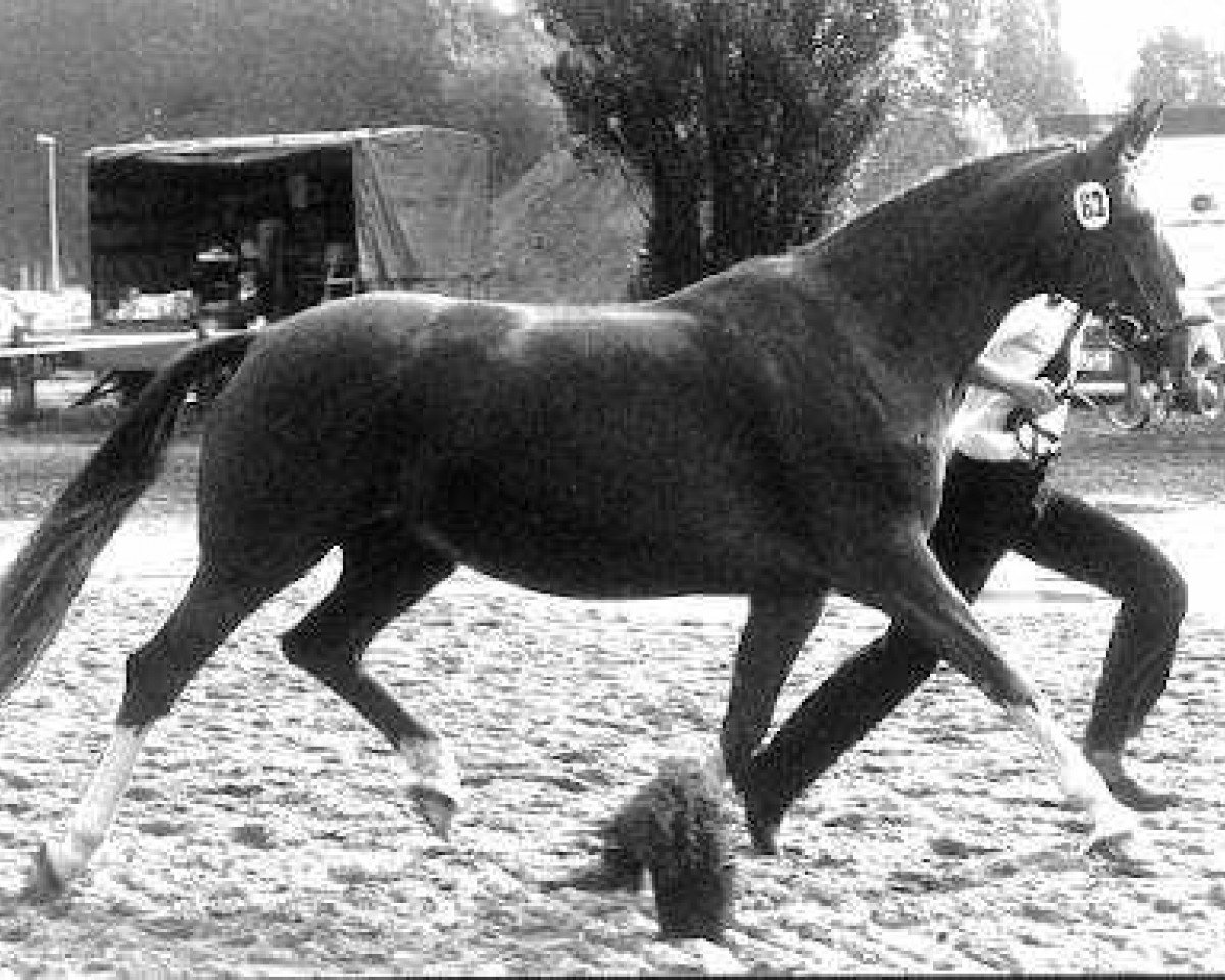 Zuchtstute Kleopatra II (Trakehner, 1972, von Ibikus)