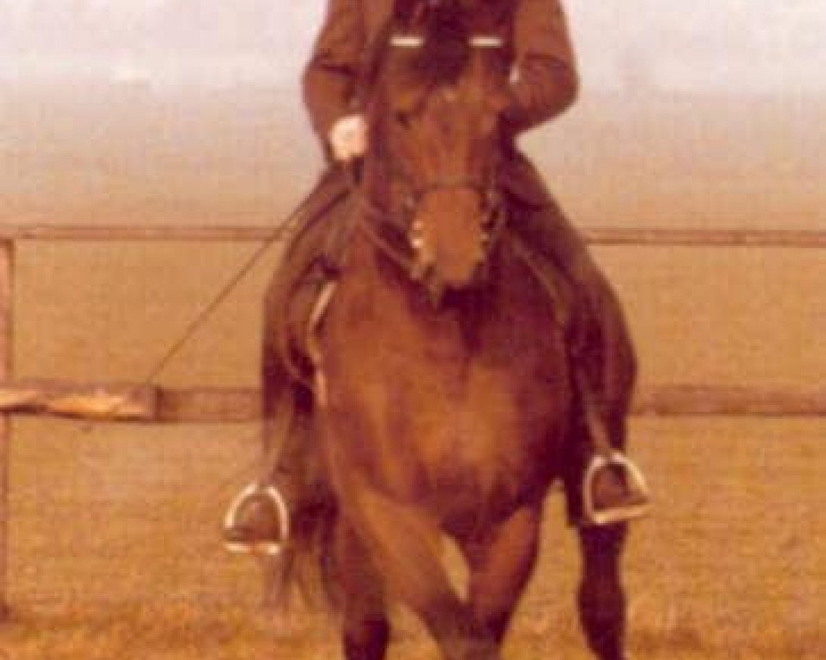 Deckhengst Kastilio (Trakehner, 1973, von Ibikus)
