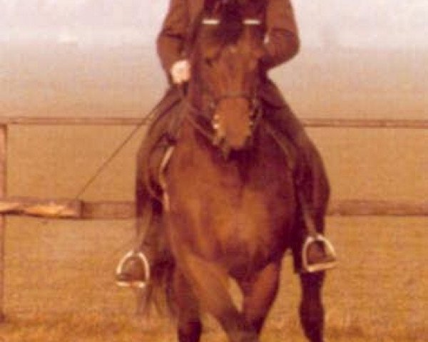 Deckhengst Kastilio (Trakehner, 1973, von Ibikus)