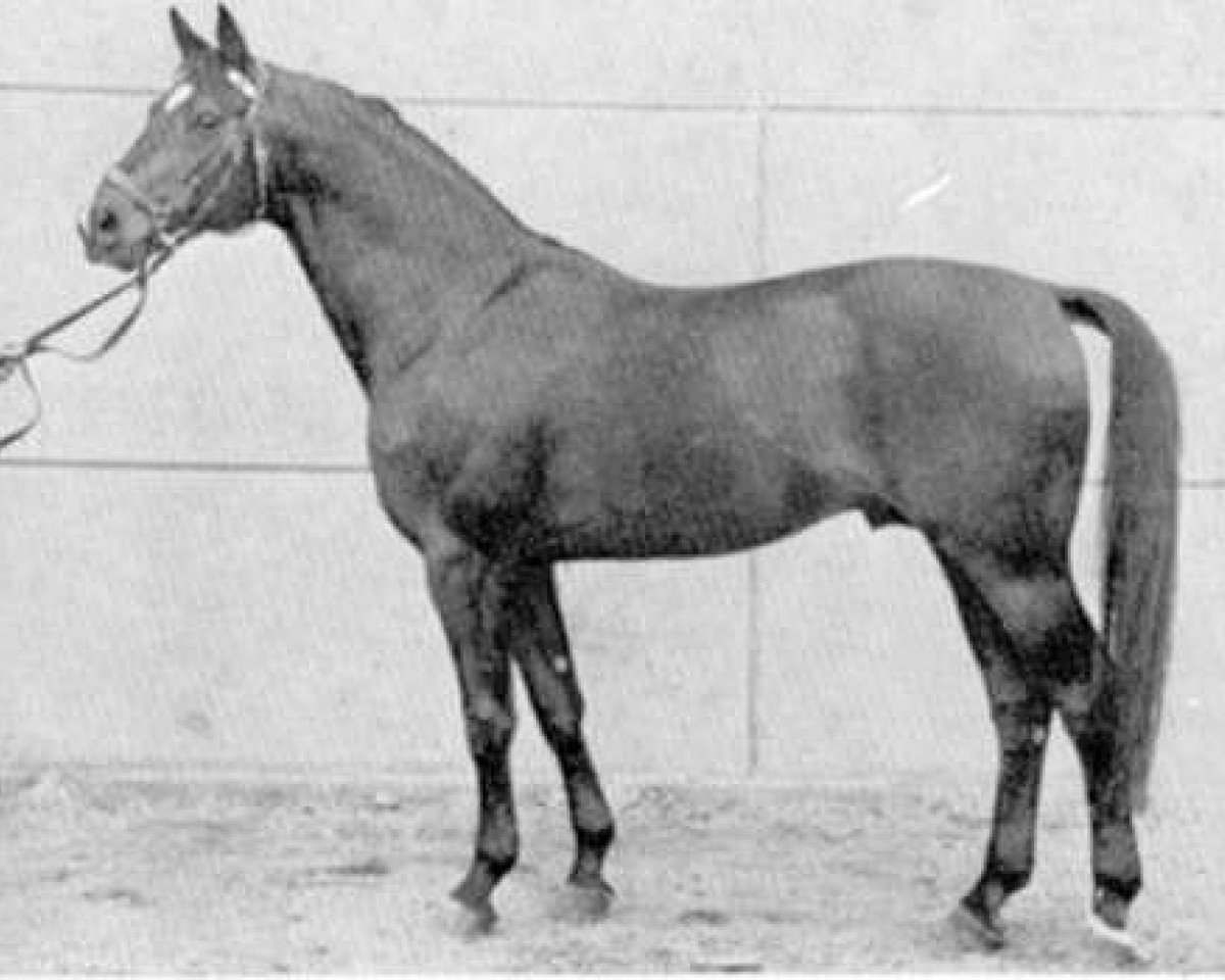 Deckhengst Schöner Abend (Trakehner, 1958, von Abendstern 3972)