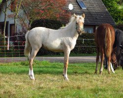 horse Dàmour (German Riding Pony, 2021, from D-Gold AT NRW)