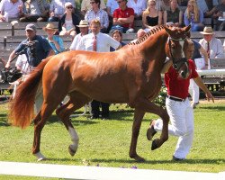 broodmare Filona 8 (Westphalian, 2009, from Florianus)