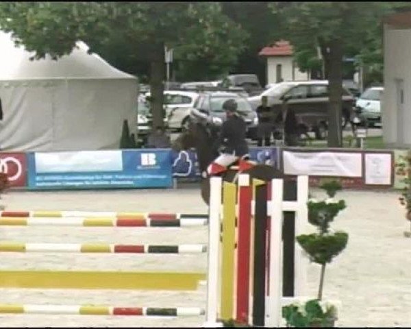 Springpferd Contino 54 (Holsteiner, 2002, von Cash and Carry)