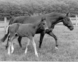 broodmare Kassandra (Trakehner, 1947, from Sporn 4266)