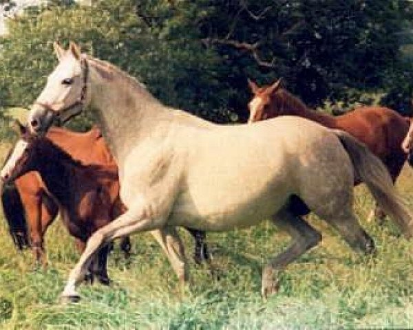 Zuchtstute Thirza (Trakehner, 1987, von Karon)
