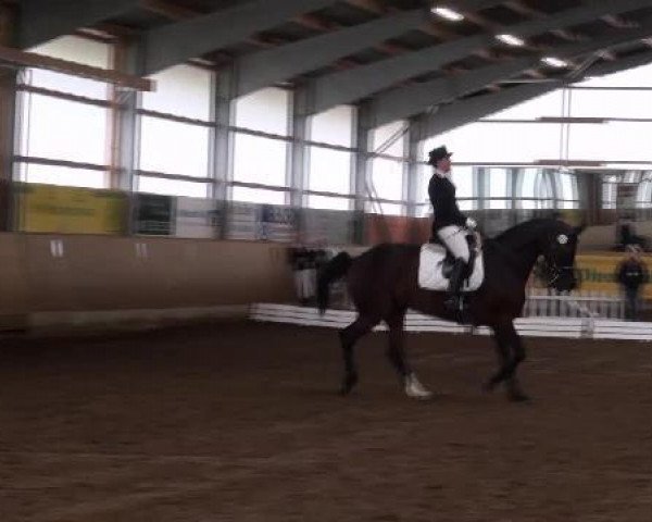 jumper Bree 2 (Hanoverian, 2005, from Brentano II)