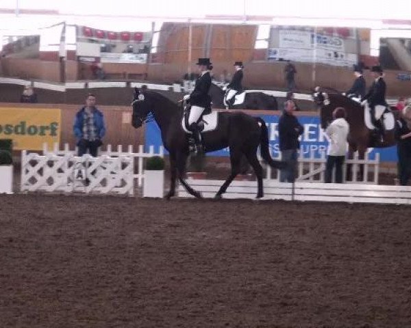 dressage horse Florence 125 (Hanoverian, 2005, from Florencio I)