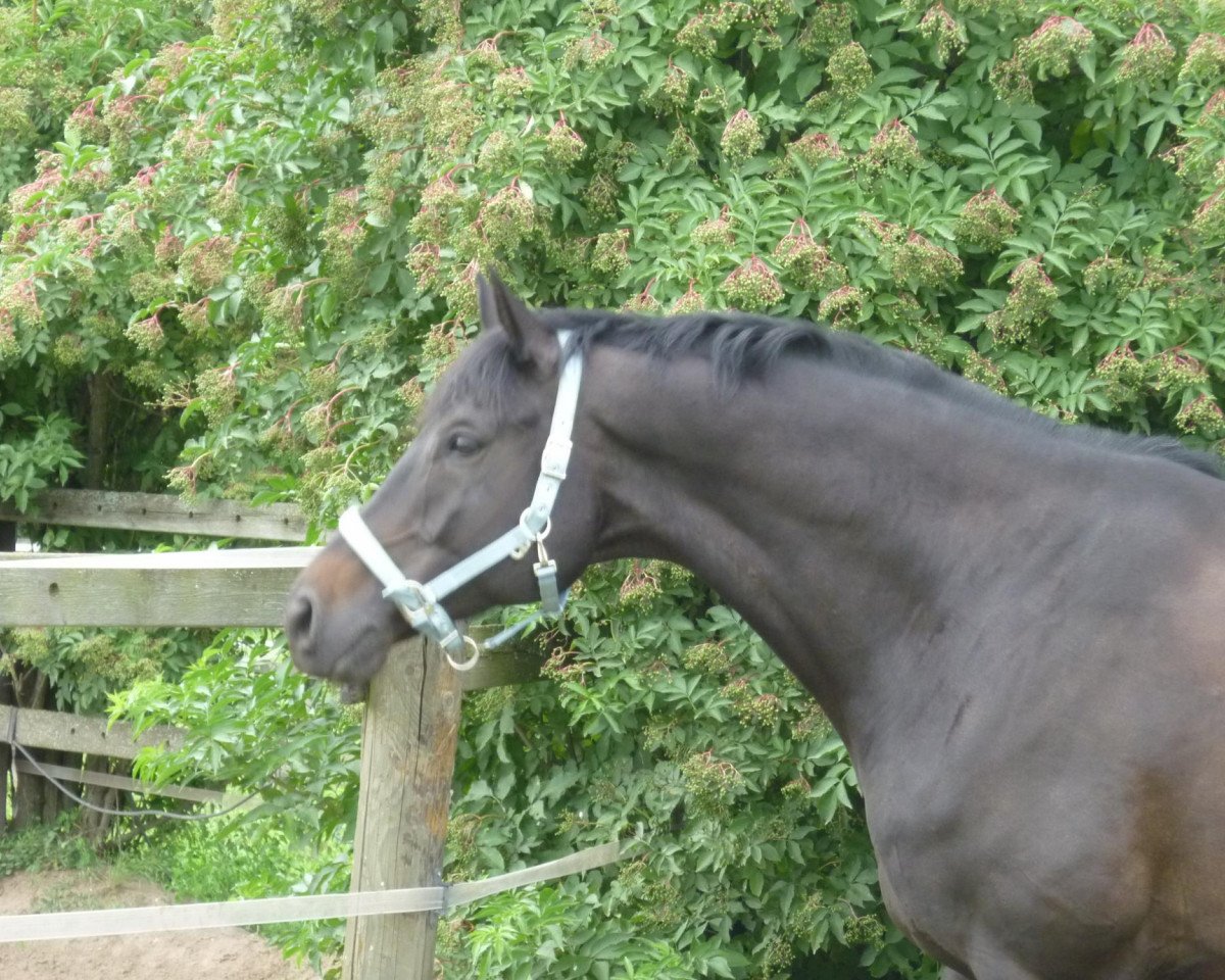 dressage horse Schwanheim (Trakehner, 2003, from Latimer)