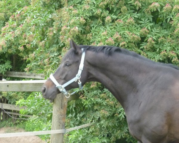 dressage horse Schwanheim (Trakehner, 2003, from Latimer)