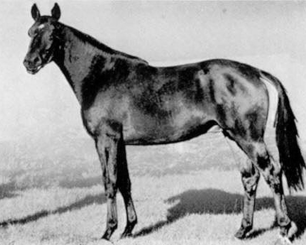 stallion Amagun (Trakehner, 1968, from Gunnar)