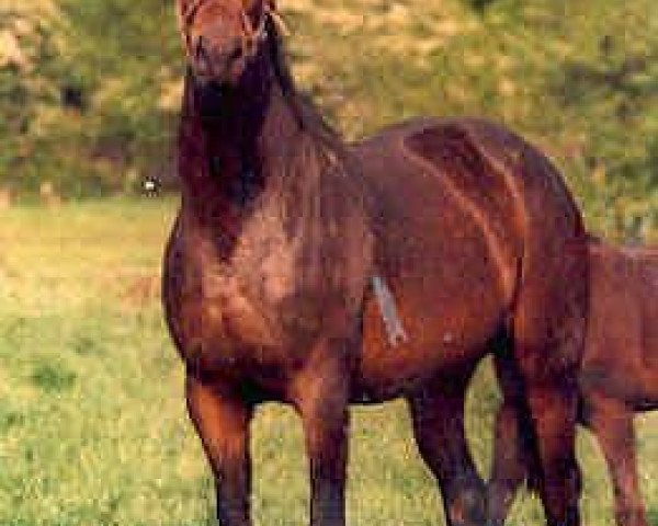 broodmare Violet (Trakehner, 1995, from Honeur)