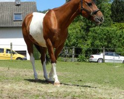 Dressurpferd Fleetwood 35 (unbekannt, 2005, von Hank Full Of Cash)