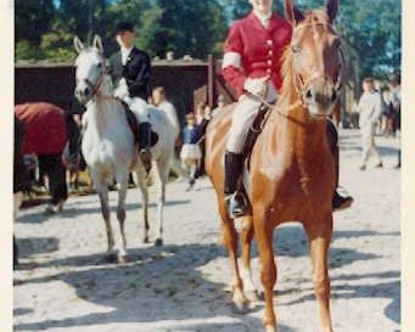 broodmare Vilja (Trakehner, 1955, from Julmond)