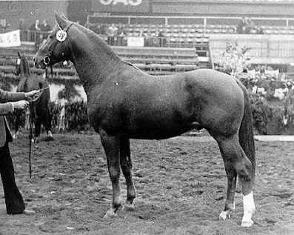 Deckhengst Valerian (Trakehner, 1973, von Ibikus)