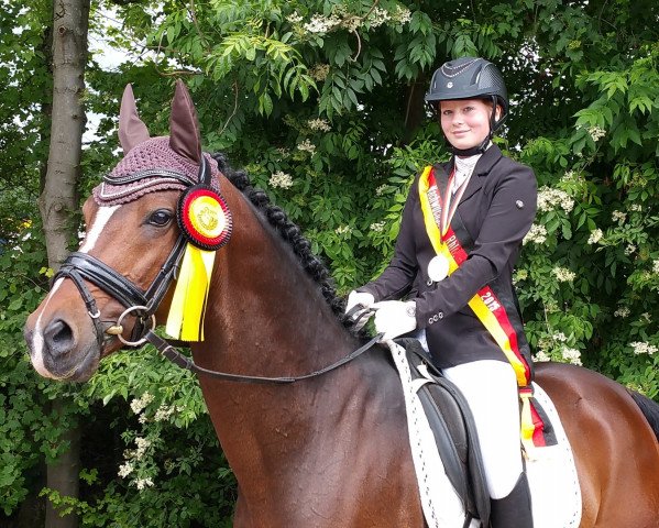 stallion Giacomo Son M (German Riding Pony, 2001, from FS Giacomo) stallion Giacomo Son M (German Riding Pony, 2001, from FS Giacomo)