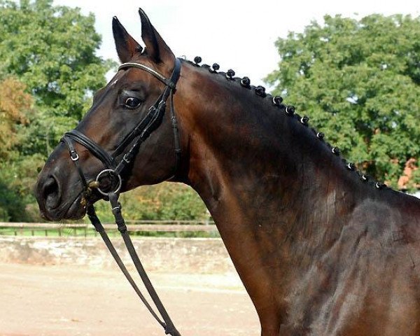Deckhengst Showmaster (Trakehner, 1990, von Kostolany) Deckhengst Showmaster (Trakehner, 1990, von Kostolany)