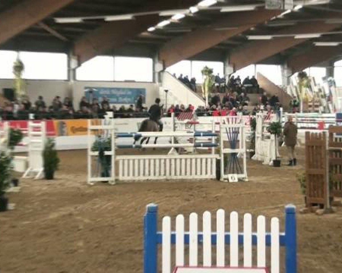 jumper Shaitaan (Hanoverian, 2004, from Stolzenberg)