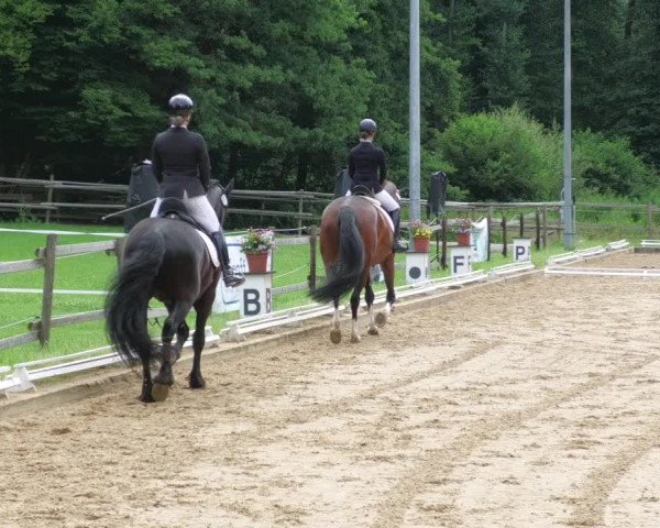 Reitturnier Nürtingen 2022