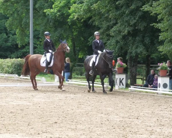 Reitturnier Nürtingen 2022